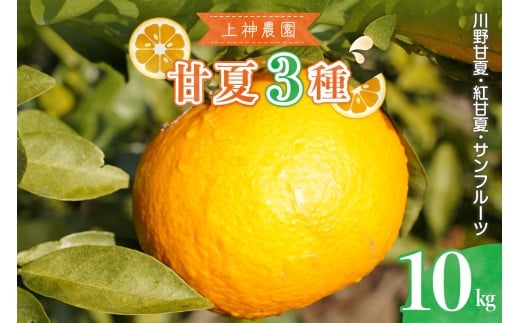【2026年4月上旬～発送】上神農園の甘夏3種類詰め合わせ 約10kg ku011-024-25