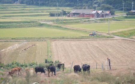 まきはた牛乳工房 チーズ 2種詰め合わせセット (カチョカヴァロ100g×2個 ストリングチーズ100g×2個) 【乳製品 チーズ 海士町】