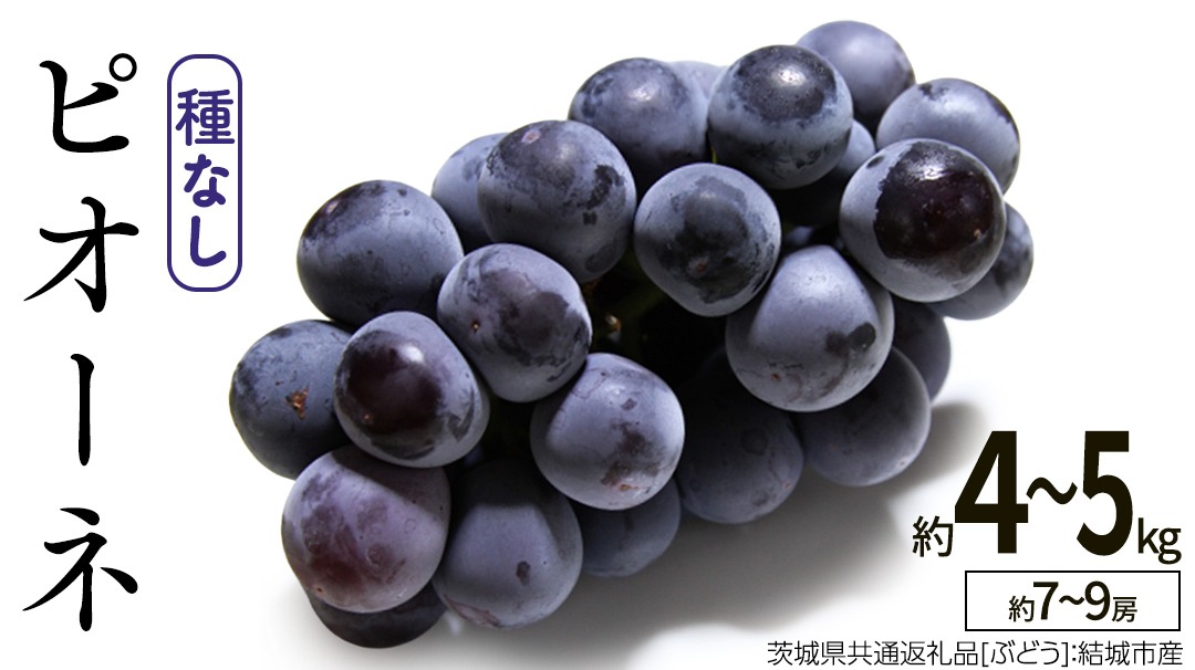 ピオーネ 約4～5kg 約7～9房【2026年8月より発送開始】（茨城県共通返礼品 [ぶどう]：結城市産）田舎の頑固おやじが厳選！ ぶどう ブドウ 葡萄 種なし 大粒 高糖度 ギフト 甘い 美味しい フルーツ [BI287-NT]