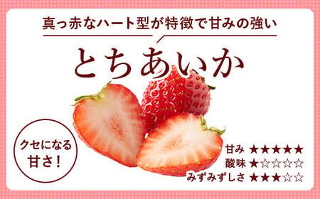 とちあいか（300g×2パック 計600g）風袋入り ｜ 手作り 厳選 農家 特産品 新鮮 フレッシュ ストロベリー 苺 イチゴ 栃木県 塩谷町 ※2026年12月～発送