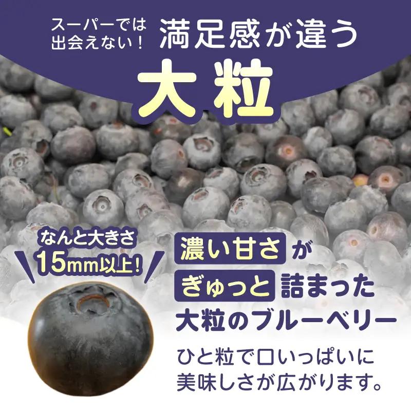 冷凍 ブルーベリー 大粒 ベリー 1,000g [h290]