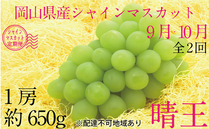 ぶどう 2025年 先行予約 9月・10月発送 シャイン マスカット 晴王 1房 約650g ブドウ 葡萄  岡山県産 国産 フルーツ 果物 ギフト