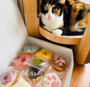 メディアで話題沸騰！ 猫の森ドーナツ BOX  |  SIUNAUS SWEETS シウナススイーツ スイーツ 保護猫 猫の森 猫 ねこ ネコ キャット ペット お菓子 ドーナツ プチサイズ バター不