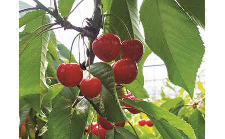 FYN9-257 《2025年先行予約》山形県産 さくらんぼ 紅秀峰 1kg(500g×2) 秀 L以上 バラパック詰め 2025年6月中旬から順次発送 果実 果物くだもの フルーツ 桜桃 サクランボ