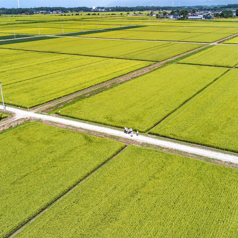 新米 精米 令和6年産 あきた栗山 大谷米 あきたこまち 5kg 秋田県産 あきたこまち オータニファーム