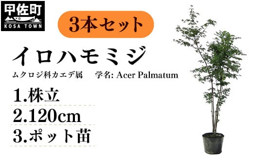 
イロハモミジ（伊呂波紅葉）苗木 株立 樹高1.2m前後 3本セット ポット苗 シンボルツリー 落葉樹 植木 庭木
