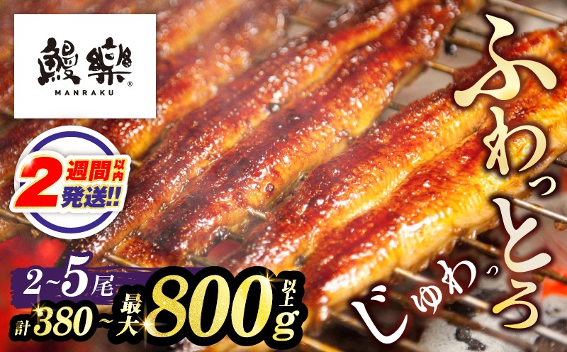 
                  【選べる内容量】うなぎ蒲焼2尾 3尾 5尾(さんしょう・たれ付き)計380g 600g 800g以上 鰻 魚 魚介 加工品 国産_T026-0037-SKU-C
                