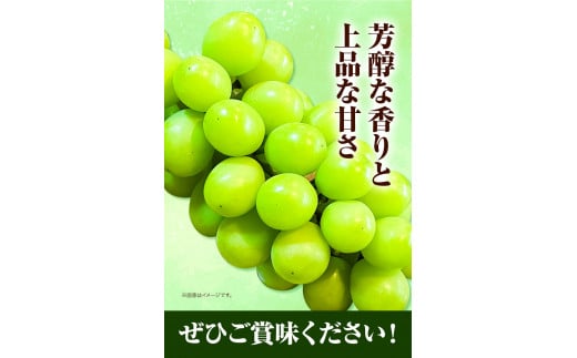 先行予約  岡山県産 マスカット （ マスカット オブ アレキサンドリア 1房750g以上） 果物 フルーツ ぶどう 令和8年産先行受付《2026年7月中旬-8月下旬頃出荷》【配送不可地域あり】H-2
