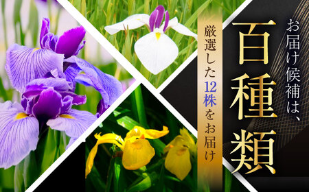 苗 【4月から11月発送】花しょうぶ（ジャパン アイリス）の苗 おまかせ12株 [AIAC002] 