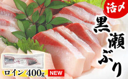 KU281-1-2603 ＜2026年3月発送分＞活じめ！黒瀬ぶりの生鮮ブリロイン2節?3節（400g前後）