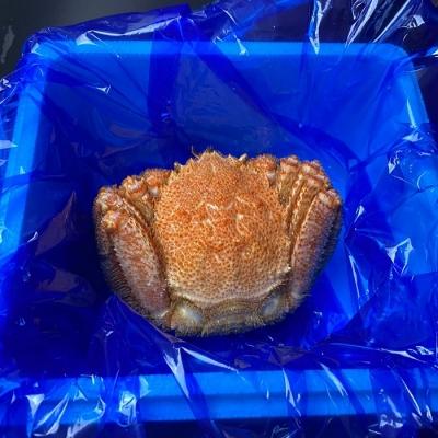 ふるさと納税 根室市 【北海道根室産】毛がに600g前後×1尾 B-21006 |  | 01