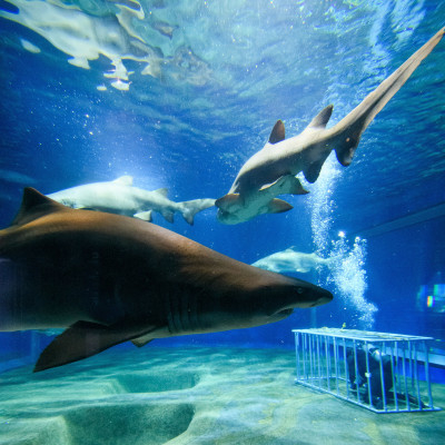 
アクアワールド茨城県大洗水族館　年間パスポート(大人1名・幼児1名分)【1510279】
