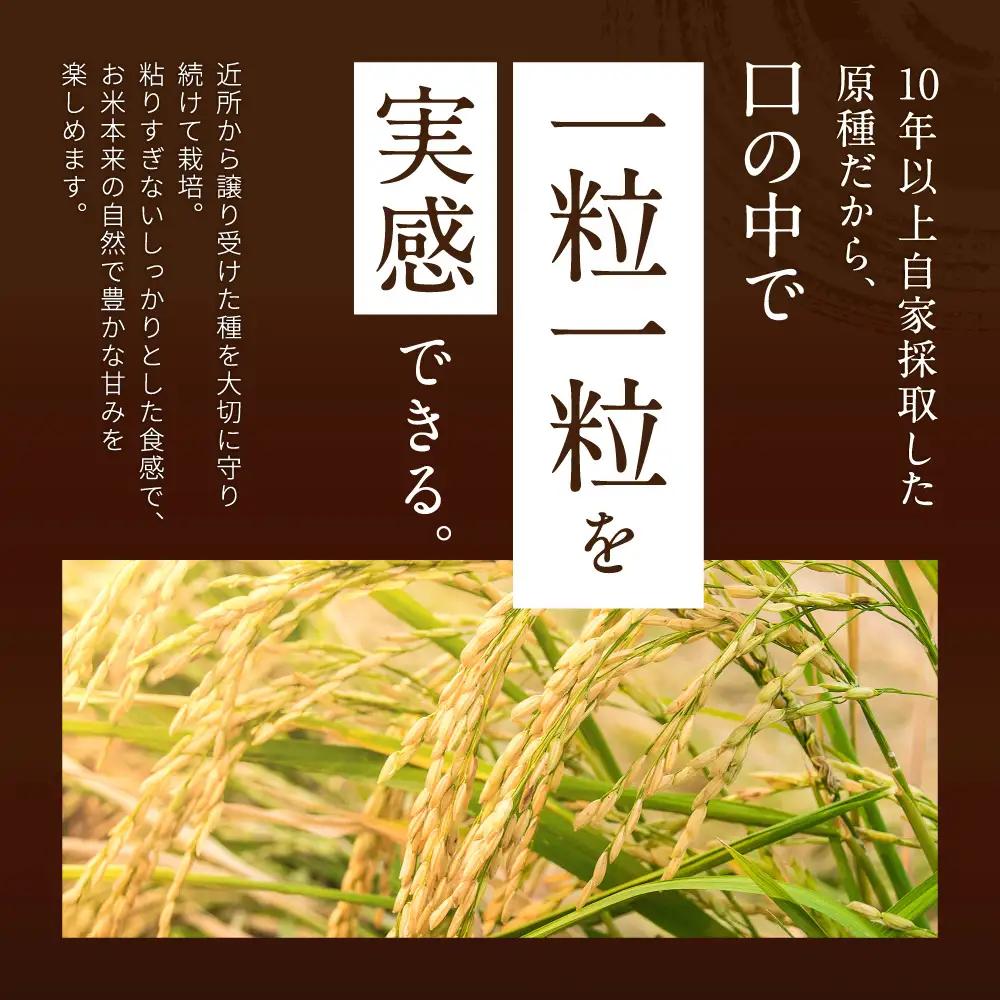栽培期間中農薬・肥料不使用で作った朝日米 玄米10kg 粟屋農場 山口県 防府市 D-B12 玄米 朝日米 10kg 栽培期間中農薬不使用 肥料不使用 無農薬 自然栽培 在来種 希少米 佐波川