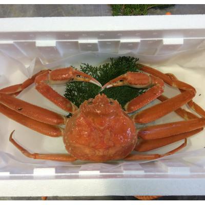 ふるさと納税 鳥取県 【魚倉】足1本なしボイル松葉ガニ訳あり　1枚約950g(ボイル前)