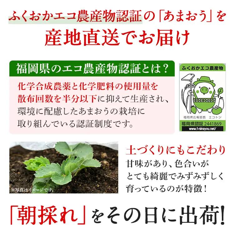 あまおう いちご 産地直送 約250g×2パック 福岡県産 朝採れ ふくおかエコ農産物認証 苺 フルーツ イチゴ 果物 くだもの ストロベリー ichigo ケーキ スイーツ 【1月中旬〜2月末頃発送