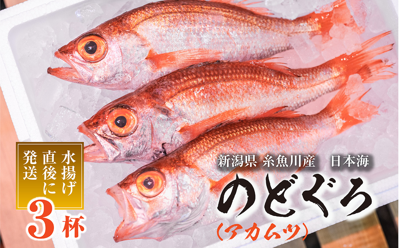 
天然のどくろ (アカムツ) 3尾 約1kg 鮮度抜群！水揚げ直後に発送 高級魚 生 刺身 煮付け 下処理可能 魚正 日本海 刺身 ノドグロ のどぐろ 赤ムツ
