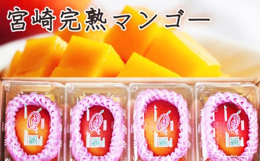 ＜先行予約・数量限定＞みやざき完熟マンゴー1.4kg以上（2Lサイズ４個入[350g～459g]×4個）_K010-005