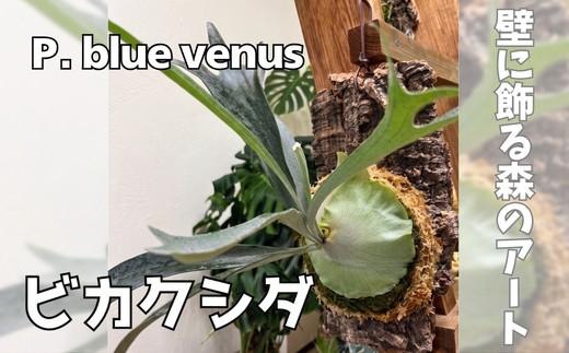 
                  ビカクシダ（コウモリラン）コルク仕立てP.blue venus｜観葉植物 コウモリラン インテリアグリーン プランツハンガー 植物 自然 大阪府 河内長野市 4月-11月発送
                
