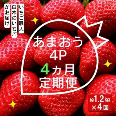 【ふるさと納税】定期便 4ヶ月 いちご いちご職人 白木のいちご あまおう 1.2kg (300g×4P) 4回 コース イチゴ 苺 果物 デザート お楽しみ ※配送不可：沖縄・離島　お届け：2026年1月中旬～4月下旬まで