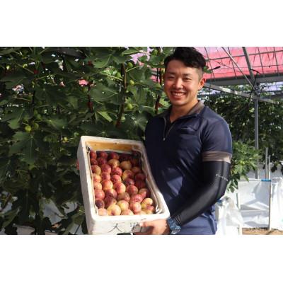 ふるさと納税 田原市 完熟いちじく[極]9〜12玉 　約1kg |  | 01