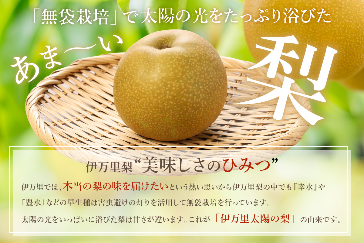 【2026年産先行予約】伊万里梨 「幸水」 約5kg ご自宅用におすすめ 178-B938