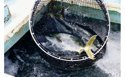 定期便 6ヶ月 6回 毎月 届く ぶり ブランド 乙女ブリ 須崎【下処理有】 刺身 刺し身 鰤しゃぶ 海鮮 魚介 サカナ さかな 魚 KS17000-2x