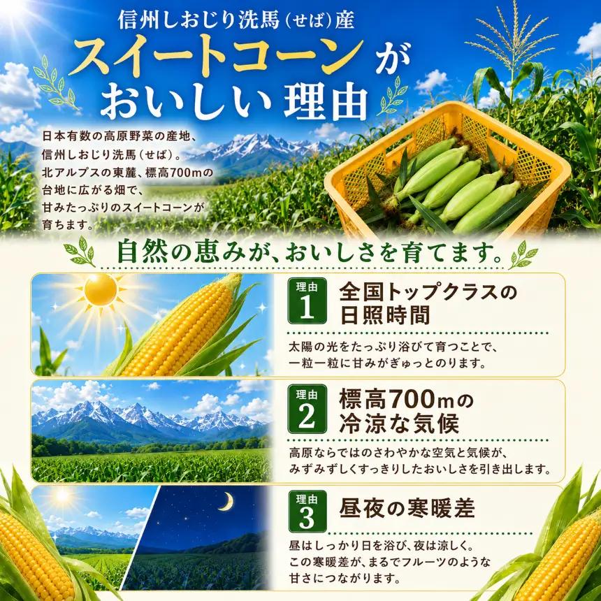 極甘スイートコーン 2L級・3L級おまかせ6本 約2.5kg （高原野菜の名産地　信州しおじり洗馬産）【8月10日～15日頃に出荷予定※不在日対応不可※】