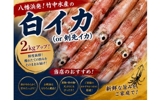 F22-282.八幡浜発!「白イカ(剣先イカ)」2.0kg!【冷蔵便】 YWTM099