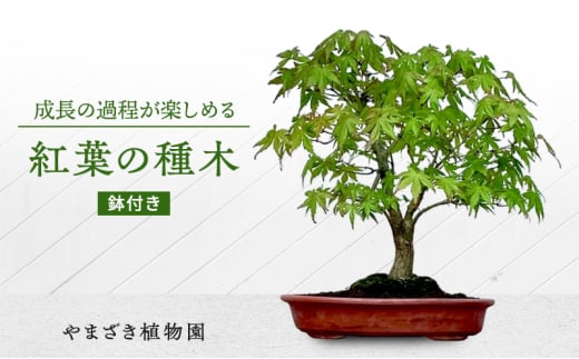 【成長の過程が楽しめる】紅葉の種木　盆栽　園芸　ガーデニング　鉢付き