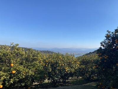 先行予約 甘夏 約10kg 2026年3月上旬〜2026年5月上旬発送予定