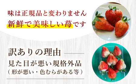 いちご 【先行予約】【 訳あり 】 ゆめのか 苺 約 1kg （250g×4パック） 長崎 西海 イチゴ いちご 苺 ゆめのか いちご 訳あり 家庭用  ＜川原農園＞ [CDR001]