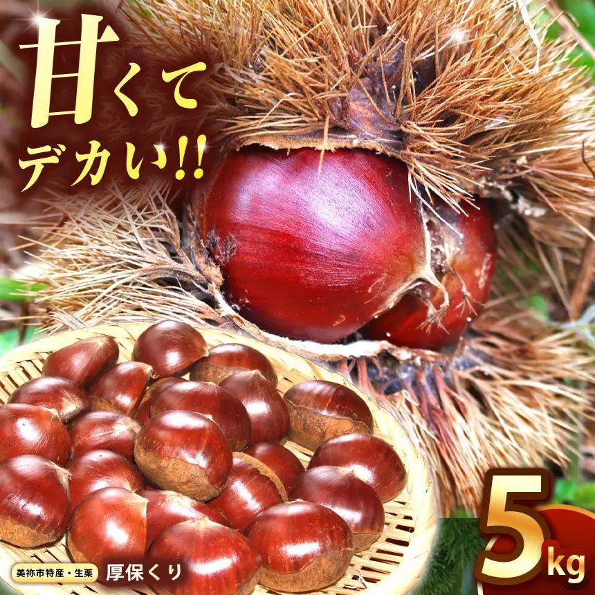 【先行予約】甘くて デカい ! 厚保くり ( 生栗 ) 5kg 山口美祢産 先行予約 ＜2026年10月上旬 ～ 11月中旬 発送予定＞ 