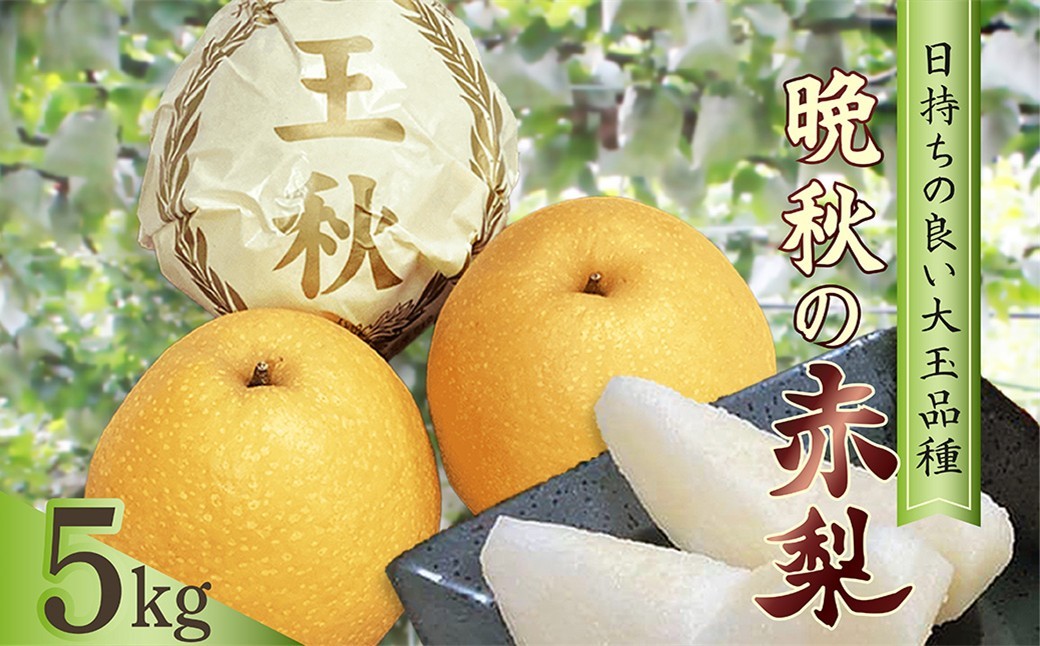 
                  梨　王秋　約5kg（7～11玉入り）　国産 期間限定 デザート 甘い ジューシー ふるさと 納税 梨 なし ナシ 5kg  先行予約 ふるさと 納税 フルーツ くだもの　TO00135
                