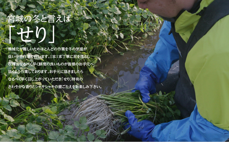 【期間限定】根付き仙台セリ鍋出汁セット(セリ鍋用出汁・スープ付)(700g)6~7人前