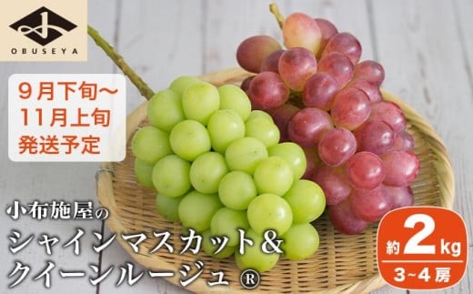 シャインマスカット＆クイーンルージュ_ 約2kg 3～4房 ［小布施屋］ 果物 フルーツ ぶどう 葡萄 令和8年産【2026年9月下旬～11月上旬発送】 ［A-703］