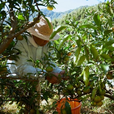 【宗方印】【数量限定】温州みかん 約5kg(家庭用)【K003650K5】【1676984】