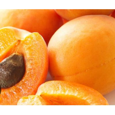 ふるさと納税 千曲市 【2026年発送】あんず ハーコット 約800g