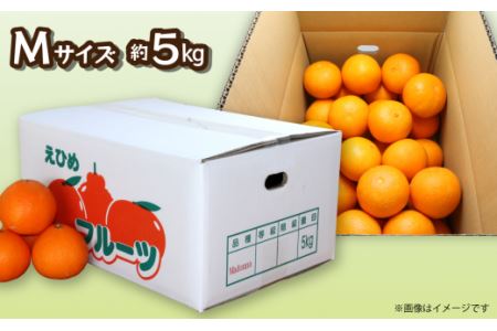 【先行予約】Madonna（愛媛果試第28号）約5㎏【Mサイズ】家庭用｜あいか 紅まどんなと同品種