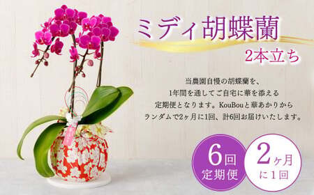 定期便 胡蝶蘭 熊本県産 ミディ 2本立ち×6回  【定期便6回】ミディ胡蝶蘭 2本立ち 洋蘭 観賞用 植物