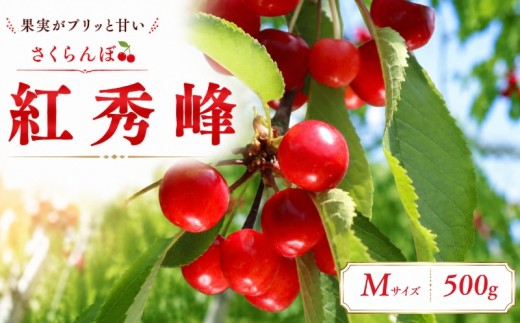 【先行予約】 さくらんぼ  紅秀峰 M 500g 6月下旬発送 大粒 果汁 甘 ジューシー 人気 果物 フルーツ 国産 産地直送 お取り寄せ 贈り物 岩手県 盛岡市 東北 岩手 盛岡 田屋果樹園 taya001