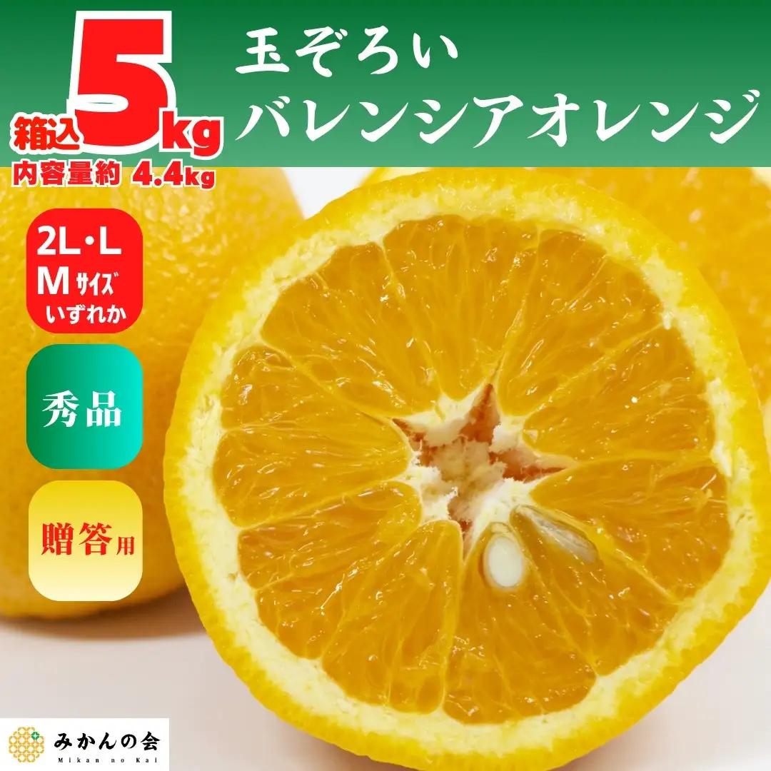 バレンシアオレンジ 国産 玉ぞろい 秀品 箱込 5kg (内容量 4.4kg ) 2L L M サイズのいずれか 和歌山県産 産地直送【みかんの会】