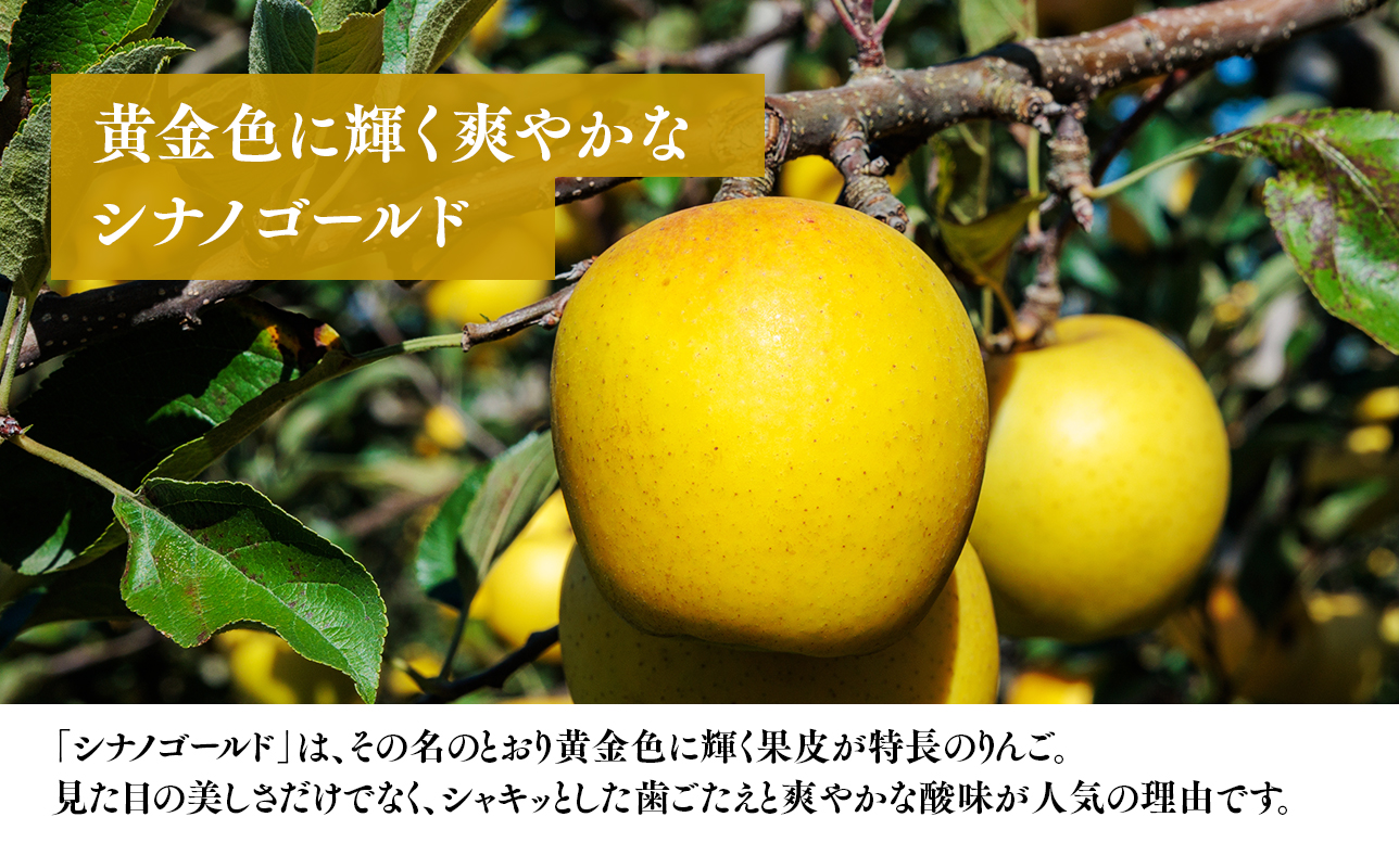 【11月～順次発送】贈答用シナノゴールド5kg【今井農園】≪hi-0064-015≫