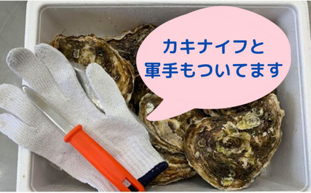 殻付き生牡蠣 20個 訳あり 三陸産 旬 生牡蠣