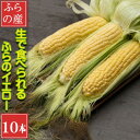 【ふるさと納税】「生」で食べられる!北海道富良野産　トウモロコシ　ふらのイエロー　10本入り【配送不可地域：離島】【1561818】