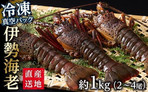
                  冷凍 伊勢海老  真空パック 約1kg（2～4匹入り） 南紀黒潮 イセエビ｜期間限定 漁師直送 海鮮 とれたて 人気 伊勢エビ 新鮮伊勢海老 南紀伊勢海老 人気伊勢海老 イセエビ いせえび 海老 エビ えび ebi iseebi 刺身 焼き物 お味噌汁 鍋 おすすめ 送料無料 和歌山県 那智勝浦町
                