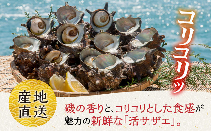 磯の香りとともに活きよいサザエをお届けします。