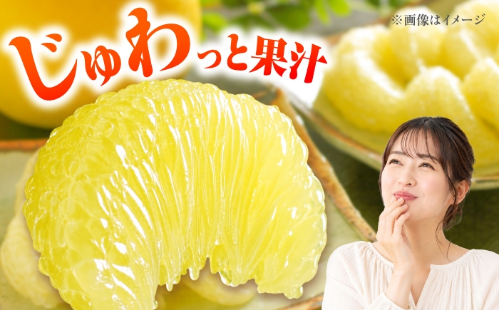 文旦 ぶんたん 土佐 柑橘 高知県産 フルーツ お取り寄せ 贈答 先行予約