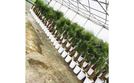 【110～130cm】ヤシの木1本 フェニックス・ロべレニー ロべヤシ