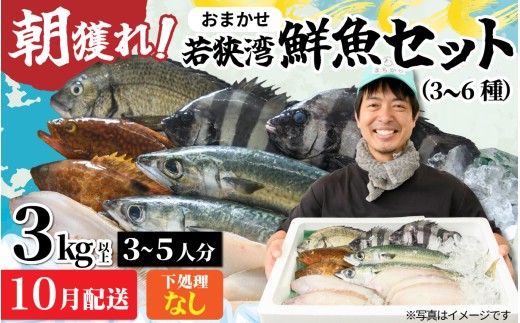 若狭湾鮮魚セット（下処理なし） ｜おまかせ3kg以上（3～6魚種）【10月発送】 ※着日指定不可 配送月 朝獲れ 朝どれ 旬 ３~５人分