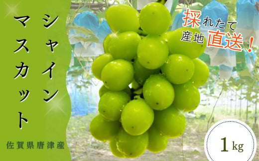 ＜先行予約受付中・令和7年7月下旬以降順次発送＞【濃厚芳醇】佐賀県唐津産シャインマスカット  1kg（A13730-04）